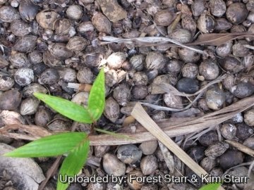 Chambeyronia macrocarpa