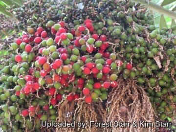 Chambeyronia macrocarpa