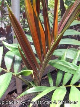 Chambeyronia macrocarpa