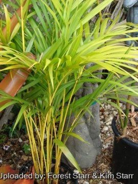 Dypsis lutescens