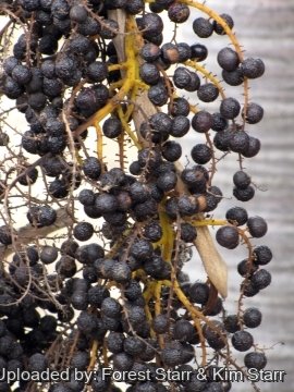 Coccothrinax barbadensis