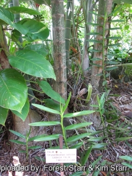 Dypsis cabadae