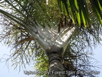 Dypsis decaryi