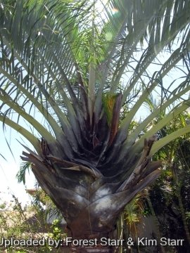 Dypsis decaryi