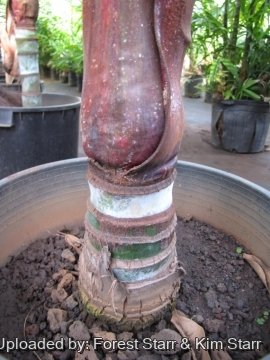 Dypsis leptocheilos
