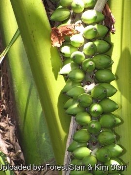 Howea belmoreana