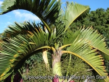 Hyophorbe lagenicaulis