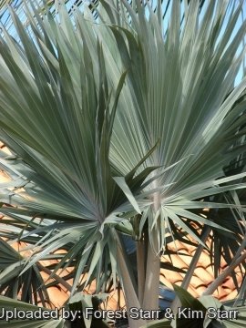 Latania loddigesii