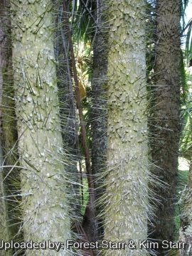 Oncosperma tigillarium