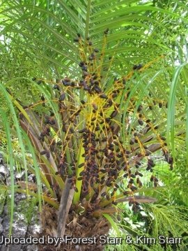 Phoenix roebelenii