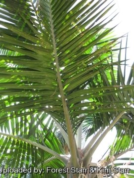 Prestoea acuminata var. montana