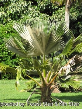 Pritchardia arecina