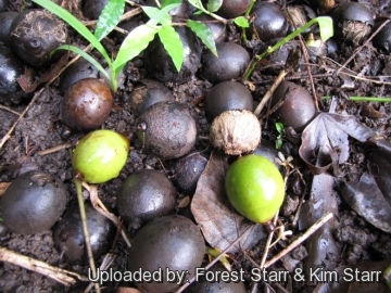 Pritchardia forbesiana