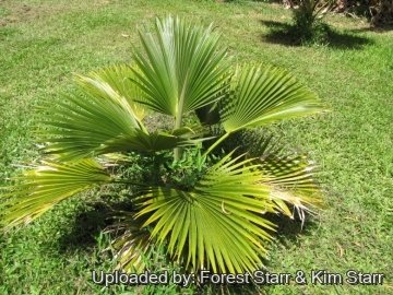 Pritchardia martii