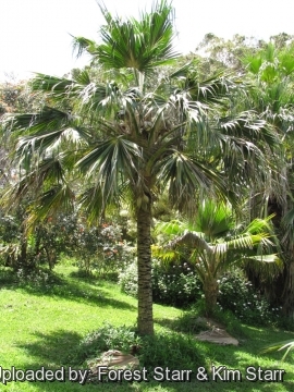 Pritchardia munroi