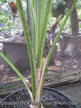 Pritchardia remota