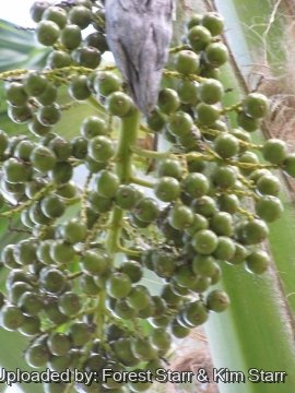 Pritchardia schattaueri