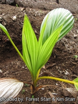 Pritchardia woodii