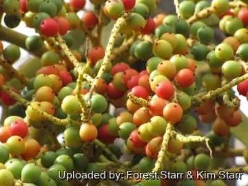 Ptychosperma elegans