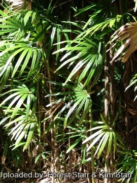 Rhapis excelsa