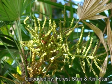 Rhapis excelsa