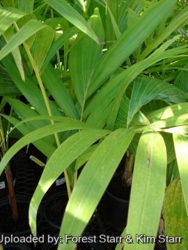 Syagrus romanzoffiana