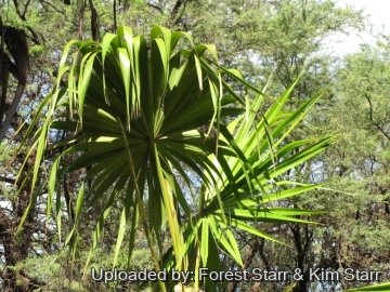 Thrinax radiata