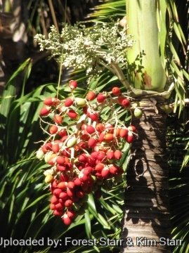 Adonidia merrillii