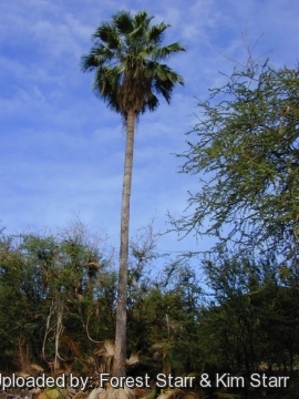 Washingtonia robusta