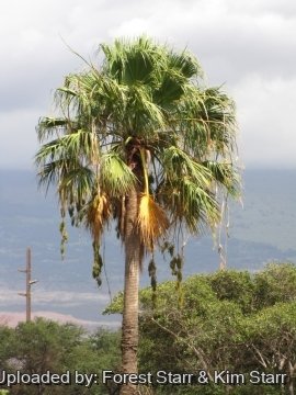 Washingtonia robusta