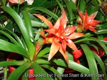 Guzmania lingulata