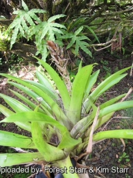 Guzmania monostachia