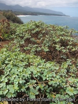 Euphorbia celastroides var. stokesii