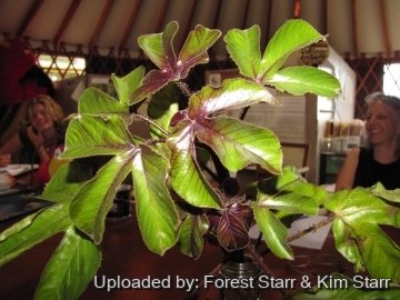 Jatropha gossypiifolia