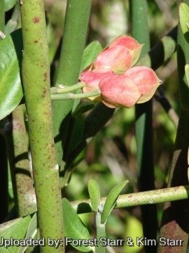 Euphorbia bracteata