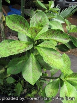Euphorbia umbellata cv. Rubra