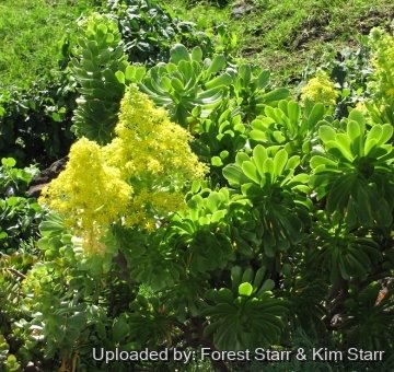 Aeonium arboreum