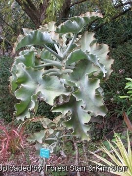 Kalanchoe beharensis var. subnuda
