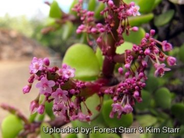 Portulacaria afra