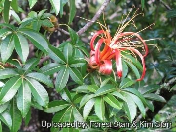 Adansonia madagascariensis