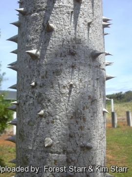 Ceiba pentandra