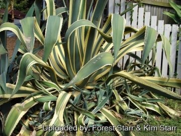 Agave americana f. aureo-marginata