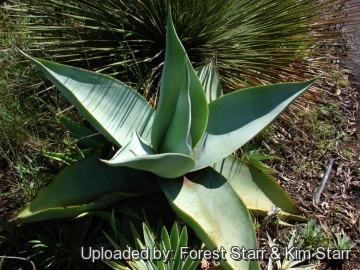 Agave guiengola