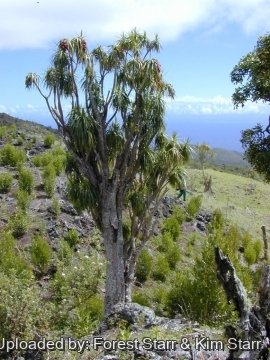 Dracaena auwahiensis