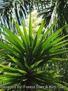 Yucca gigantea