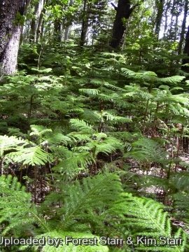Araucaria columnaris