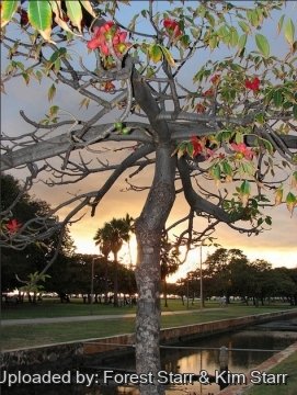 Bombax ceiba