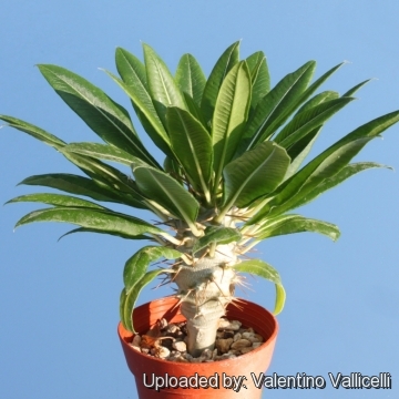 Pachypodium lamerei var. ramosum