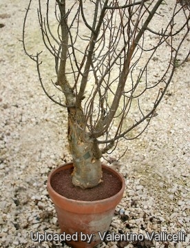 Bursera fagaroides