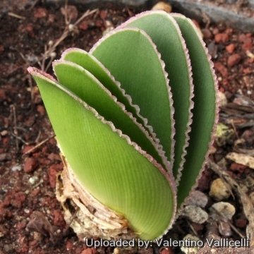 Brunsvigia bosmaniae